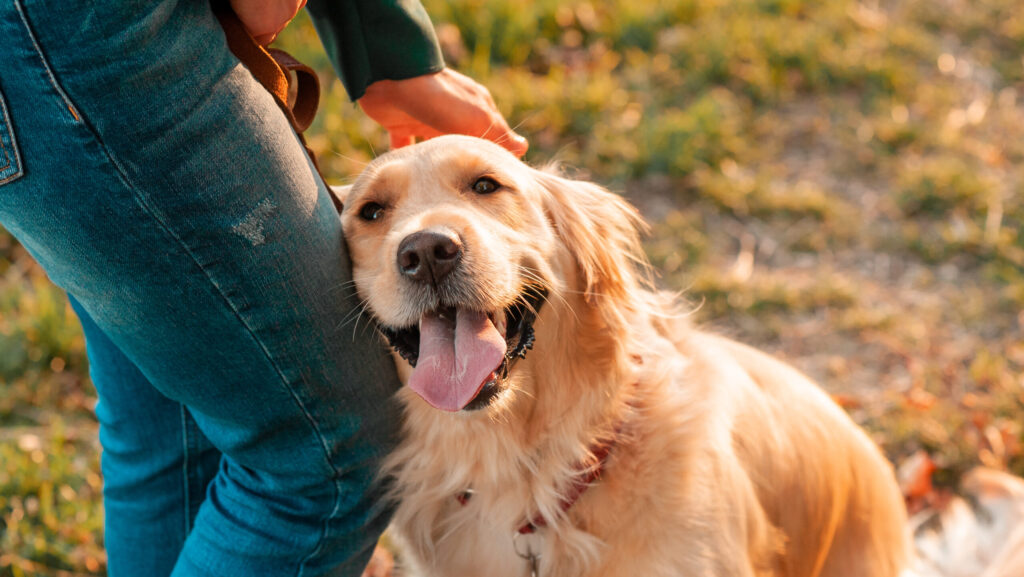Closeup side view smilling portrait of Golden retriever dog in summer background. Smiling woman hugging her pet golden retriever dog with hand